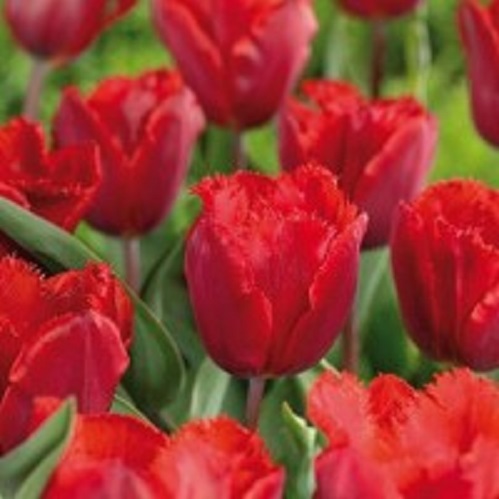 Луковица Тюльпан Бахромчатый Арма 5 шт. 