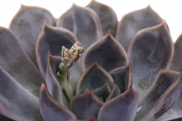 Рослина кімнатна Сукулент 8х12 см