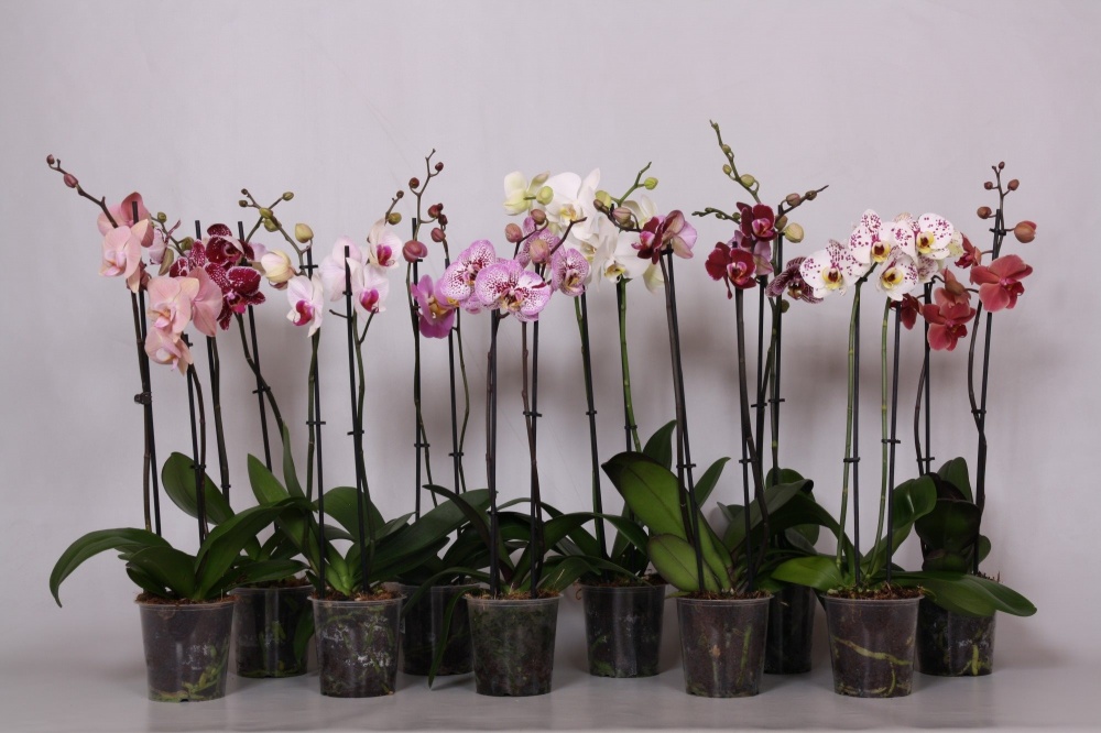 Рослина Орхідея Фаленопсис Green Balan 12х50 см 2 стовбура мікс