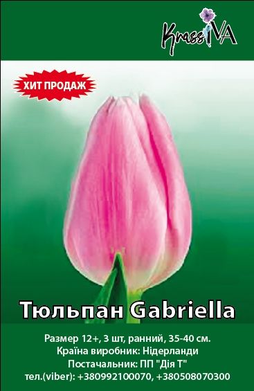Луковица Тюльпан Gabriella 3 шт. 