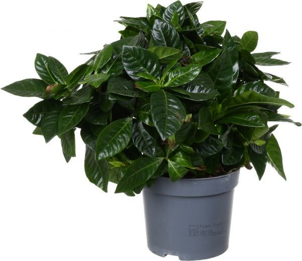 Растение комнатное Гардения Жасминоносна 13x35 см