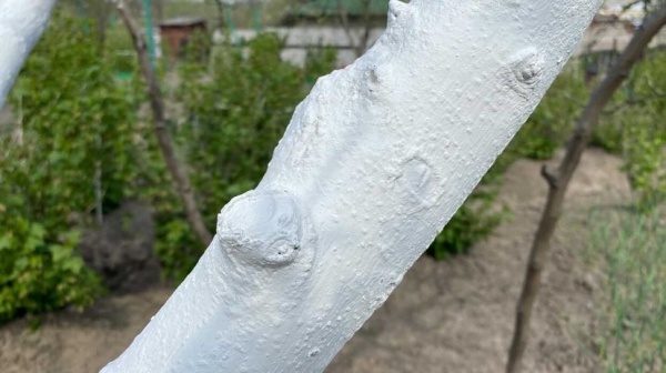 Краска садовая Plasmir для деревьев и кустов 14 кг