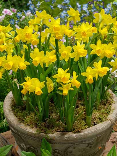 Луковица нарцисса Тет-а-Тет 3 шт. 