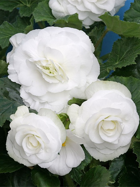 Клубень бегонии махровой Белой 1 шт. 