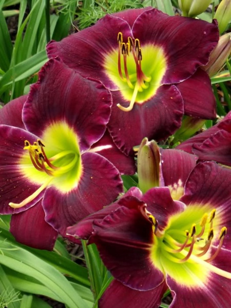 Корневище лилейника Найт Бікен 1 шт. 