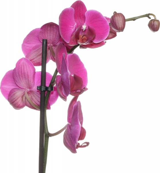 Растение комнатное Фаленопсис микс 1рр, 3/5 + 12/50