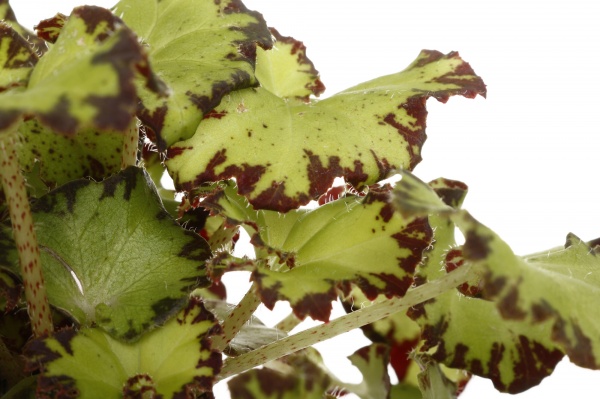 Растение комнатное Бегония рекс 9x12 см