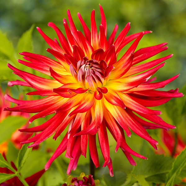 Жоржина Bora Bora 1 шт. Яскрава