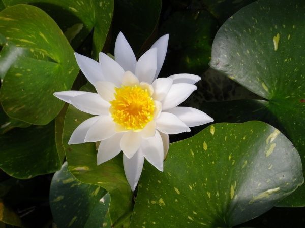 Растение Нимфея Ark en Ciel