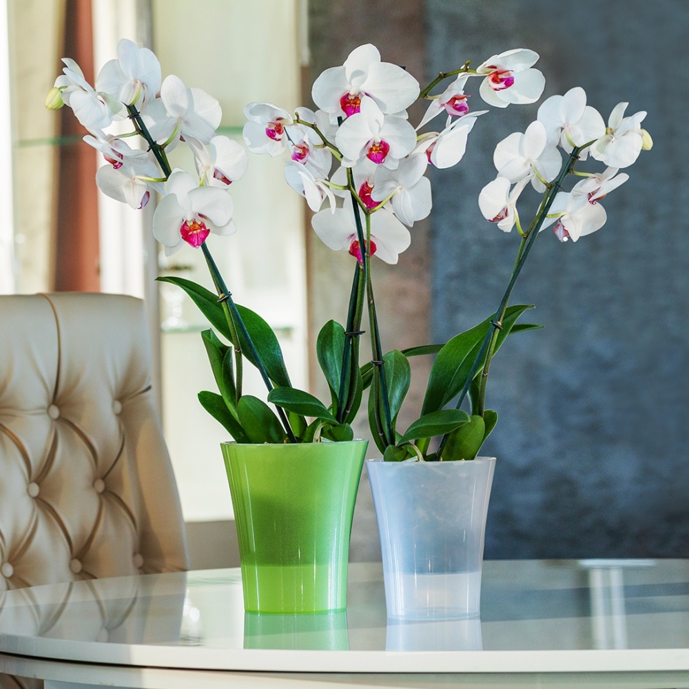 Вазон пластик Arte-Dea круглий зелене яблуко 2 л Santino (2017086)