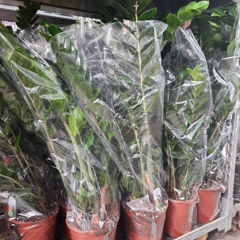 Растение Замиокулькас 19х90