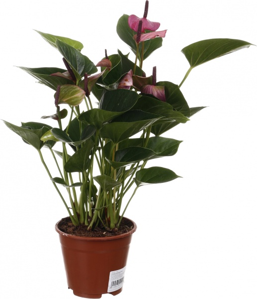 Растение комнатное Антуриум andreanum микс 14/50