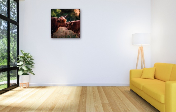 Картина Бичок Хайлєнд 750x750 см GIS UKRAINE 