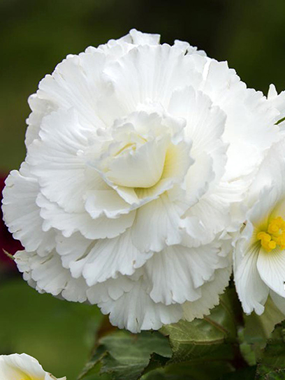 Клубень TUBERBULB Export B.V. бегонии фимбриаты белой 1 шт.