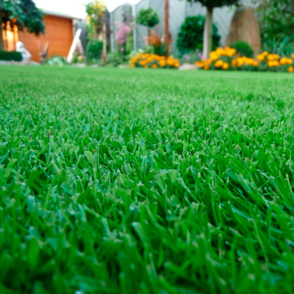 Трава газонная Euro Grass Lippa-Liliput 1 кг