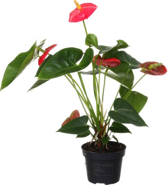 Рослина кімнатна Антуріум Андреанум червоний 12x40 см