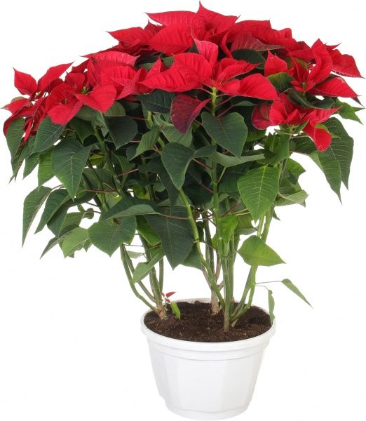 Рослина Пуансетія 25/60 см