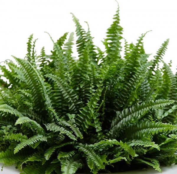 Растение Папороть микс 12x35 см