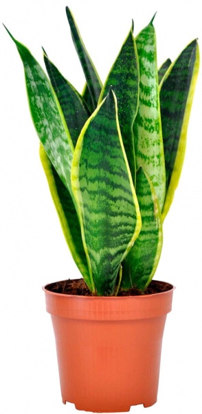 Рослина Сансевієрія 12/35 Суперба