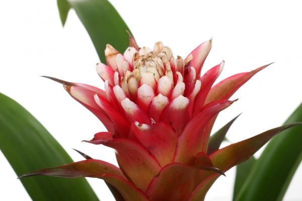 Растение Гузмания Хоуп 12х40 см