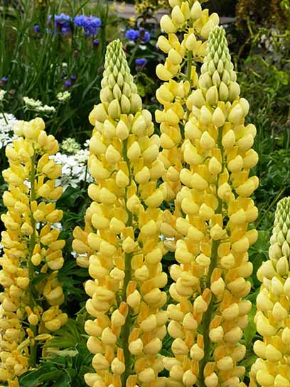 Корневище люпина Шанделиер 1 шт. 