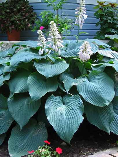 Корневище хосты Элеганс XL 1 шт. 