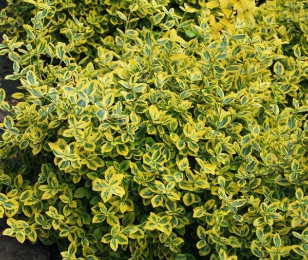 Растение Бересклет / Euonymus fort.Emerald`n Gold Р14