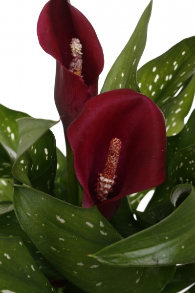 Рослина кімнатна Калла мікс 12/40