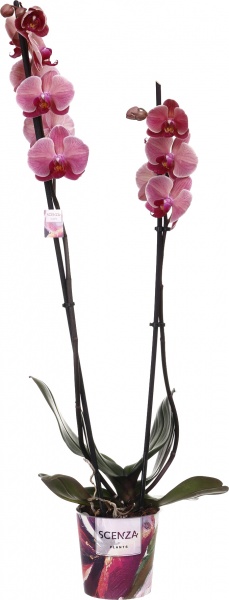 Растение Фаленопсис 12/75 2 гг элит микс