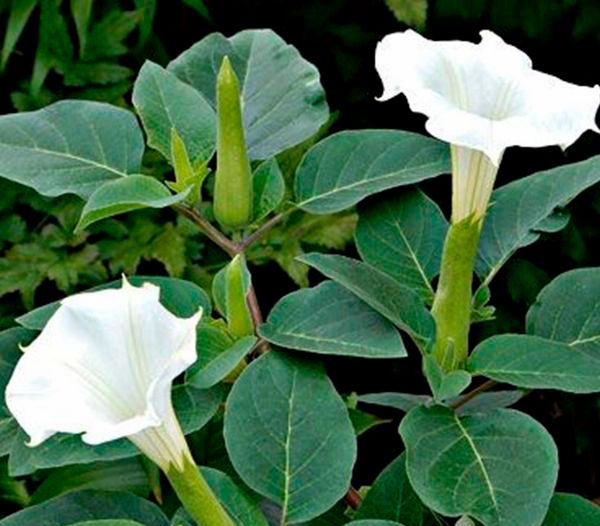 Насіння Seedera Датура індійська біла 0,5 г