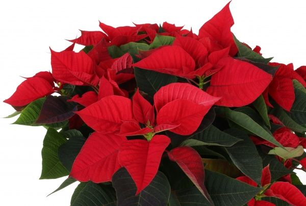 Рослина Пуансетія 25/60 см