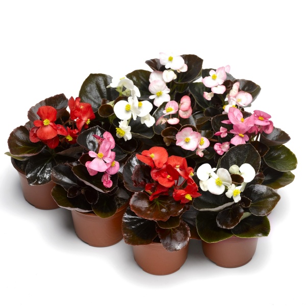 Семена Професійне насіння бегония Бада Бум F1 смесь 20 шт. (4823058203058)