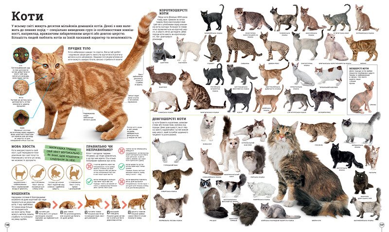 Книга «Дивипедія» 978-617-09-9237-6