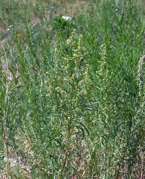 Семена Професійне насіння тархун Острогон 0,1 г (4823058203546)