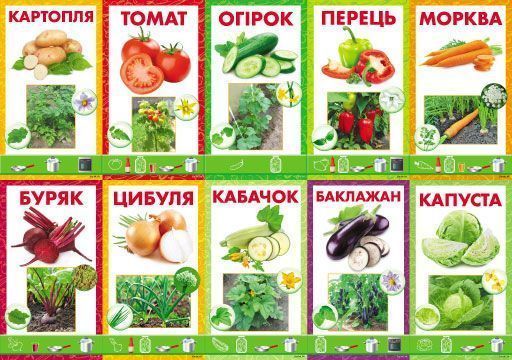 Набор учебный Овощи 