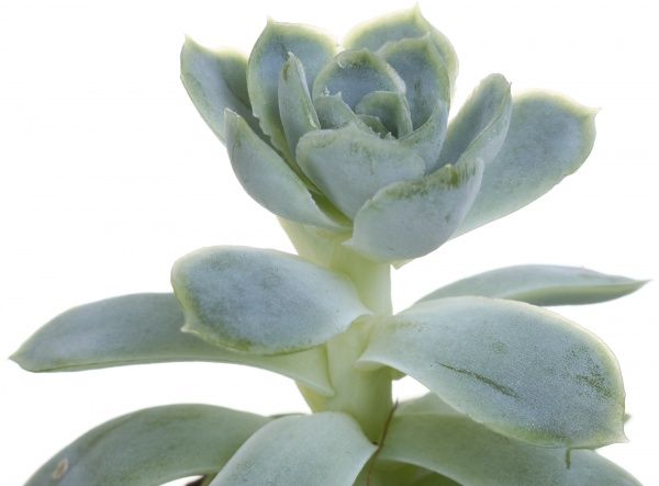 Рослина Ехверія 5.5х10 см