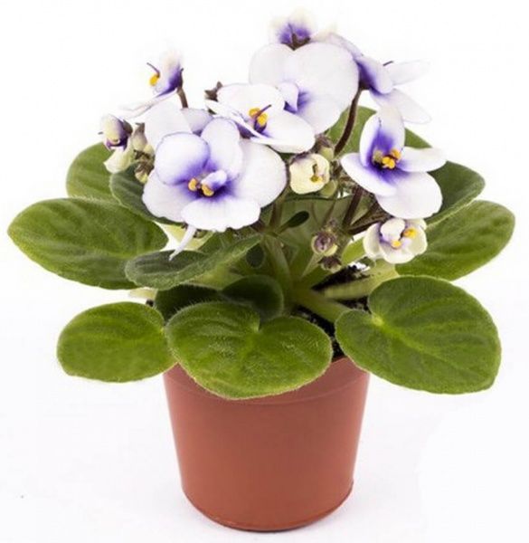 Растение Сентполия микс 9/15