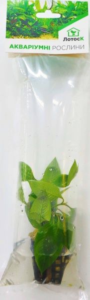 Рослина акваріумна Лотос К Анубіас (Anubias heterophylla)