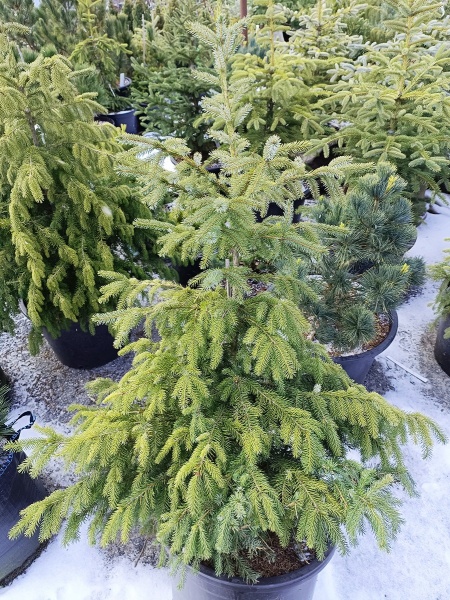 Растение Ель сербская (V19-F23 h160-180 WRB)