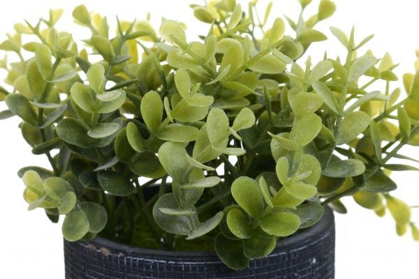 Цветочная композиция Кализия в цементном черном горшке 9.7х18 см