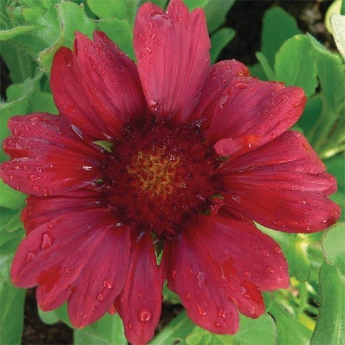 Растение Гайлардия Burgunder