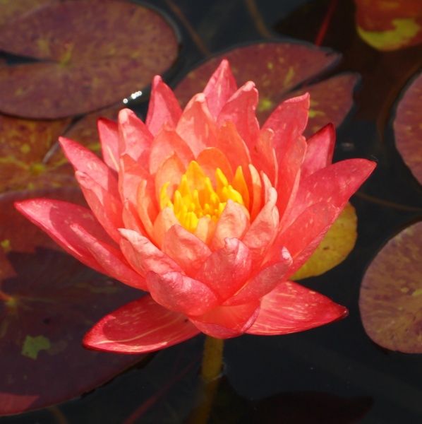 Растение Нимфея Wanvisa