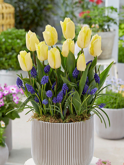 Луковица тюльпана простого раннего Санни Принс 3 шт.