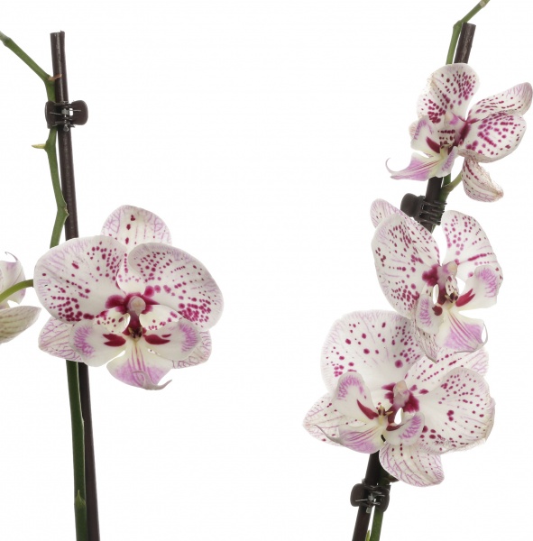 Растение комнатное Фаленопсис микс 1рр, 3/5 + 12/50