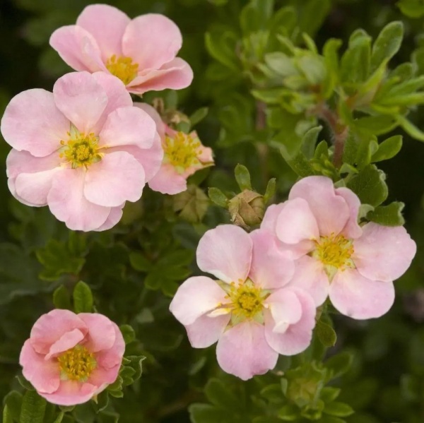 Растение Лапчатка кустарниковая Пинк Квин / Potentilla fruticosa Pink Queen С3 /Н 40
