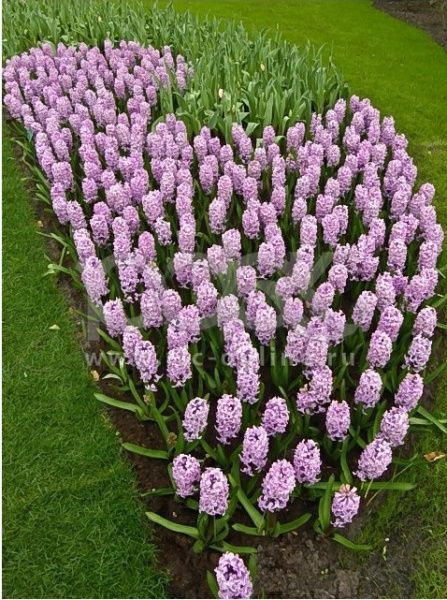 Луковица Яскрава Splendid Cornelia 2 шт. 