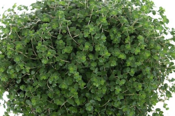 Растение комнатное Солейролия 13x20 см