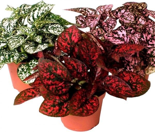 Рослина Гіпоестес мікс 8x10 см