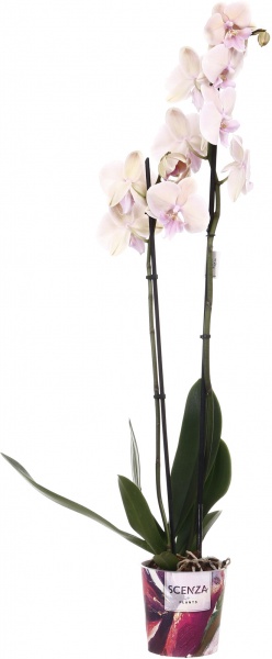 Растение Фаленопсис 12/75 2 гг элит микс