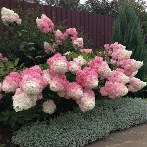 Растение Гортензия метельчатая Ванила Фрайз/Hydrangea paniculata VANILLE FRAISE С7,5